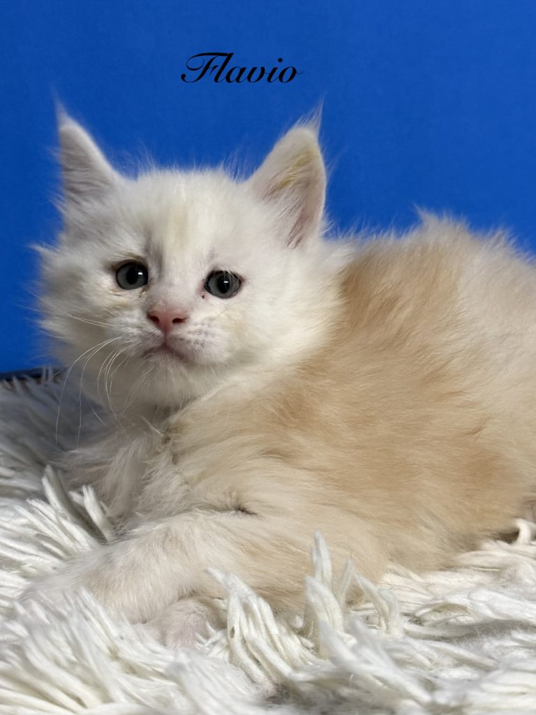 Shaded red silver Maine Coon male with very silvery coat
