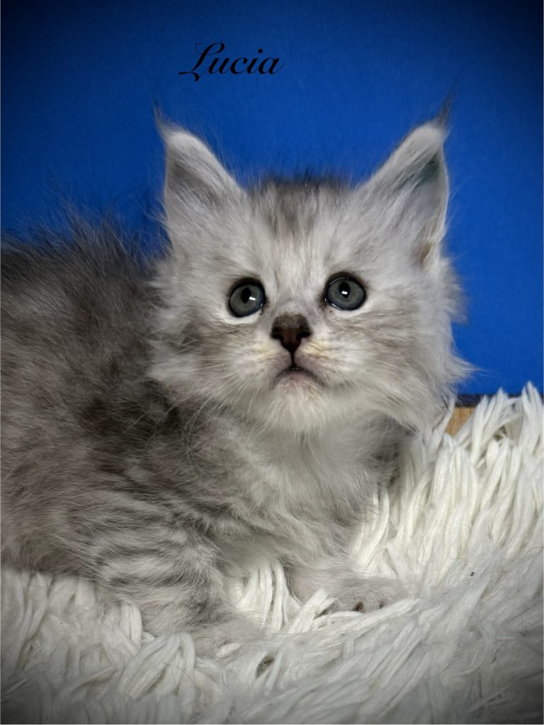 Black silver Maine Coon female in a dark blue background setting on a white rug