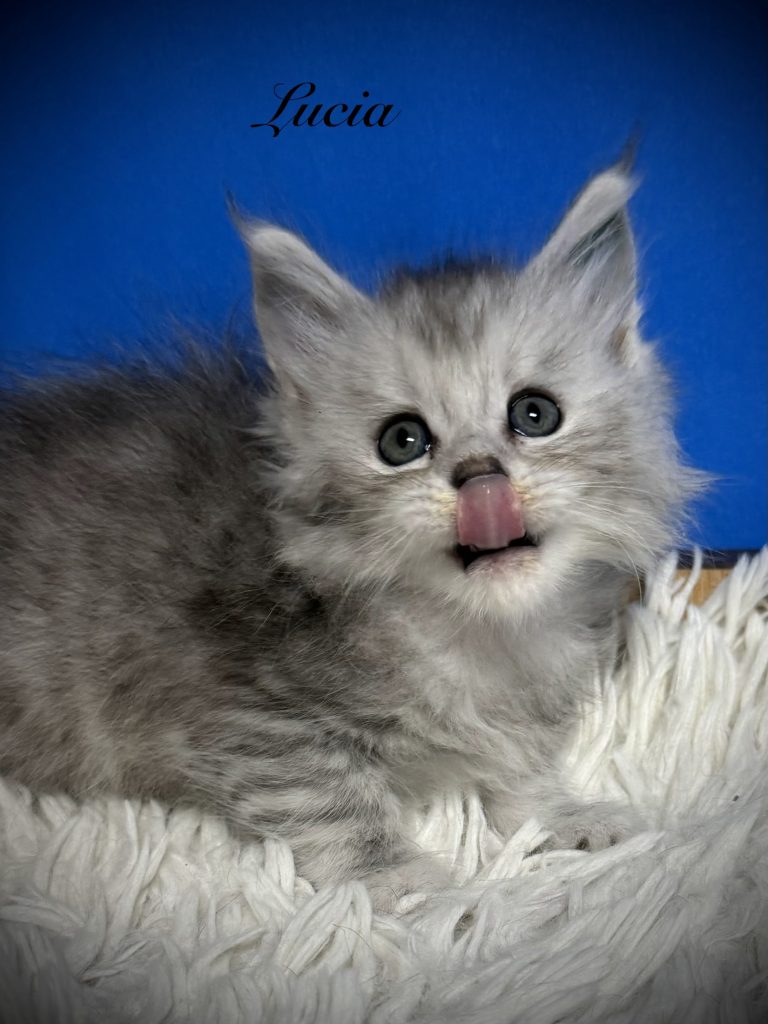 Black silver Maine Coon female with her tongue out