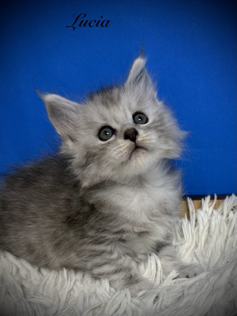 Black silver Maine Coon female with her head up
