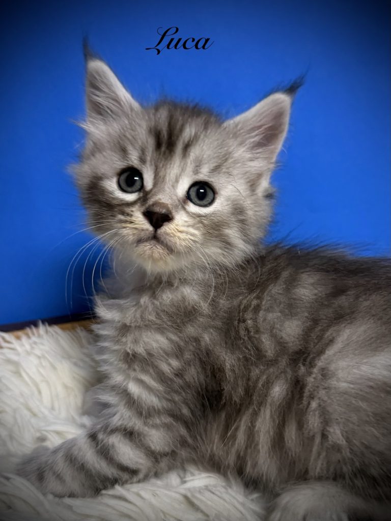 Black silver tabby Maine Coon male kitten in a blue background looking at the camera