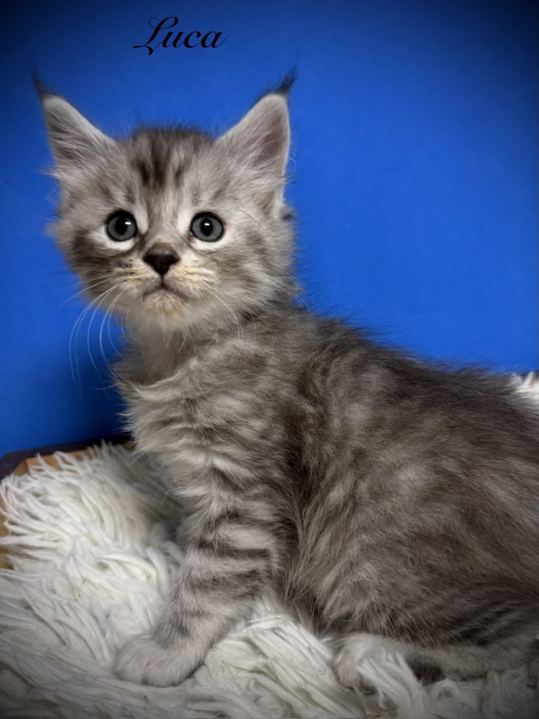 Black silver tabby Maine Coon male kitten setting so proud on his at tree