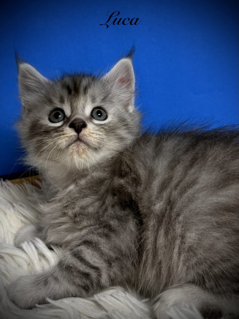 Black silver tabby Maine Coon male kitten with beautiful mackerel tabby coat