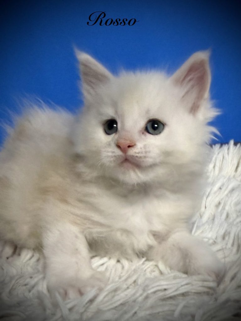 Shaded red silver Maine Coon Male in a blue blackground