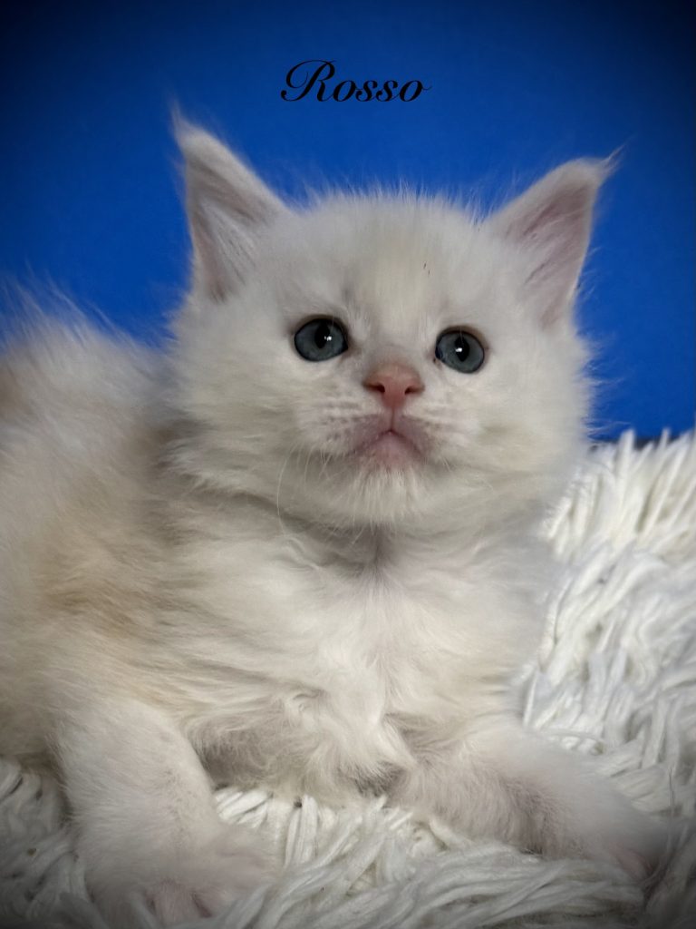 Shaded red silver Maine Coon Male looking strait at the camera