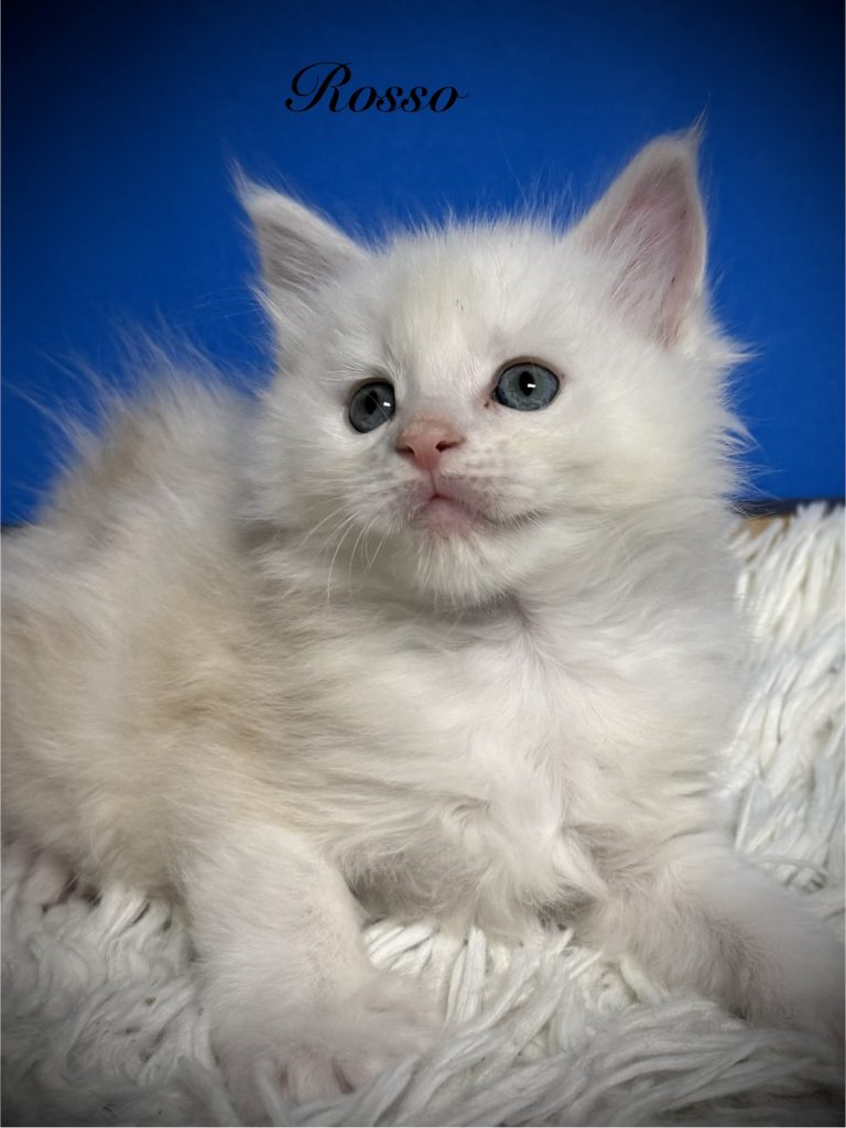 Shaded red silver Maine Coon Male with beautiful and expressive face
