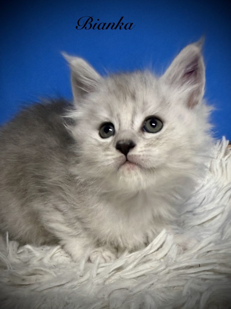 Pale black silver female with laying on a white carpet