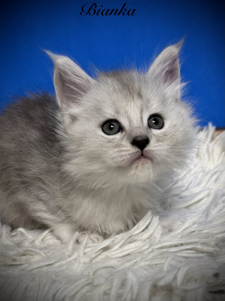 Pale black silver female with laying on a white carpet looking at the camera