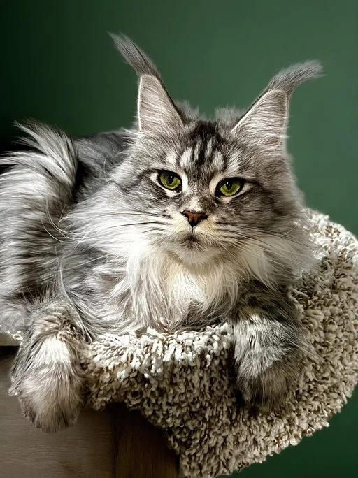 Black silver Maine Coon female with beautiful ear tuffs