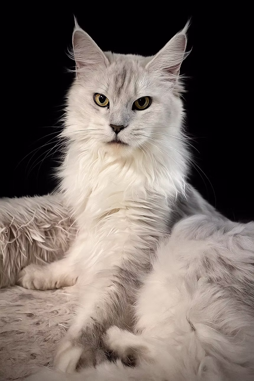 Shade black silver Maine Coon female with beautiful expression