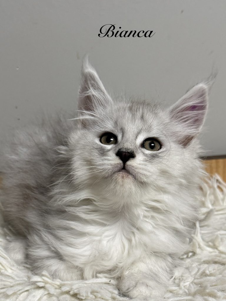 Bianca - Shaded black silver Maine Coon female with a prominent muzzle and elegant look