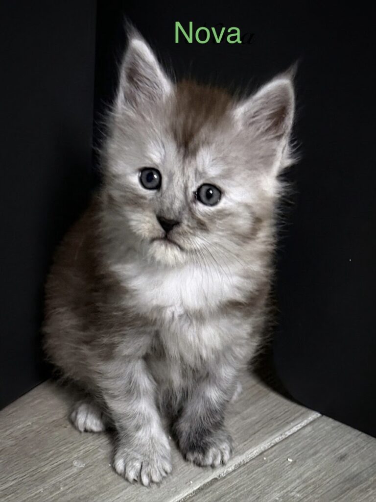 Black smoke female with a very pale black and high silver