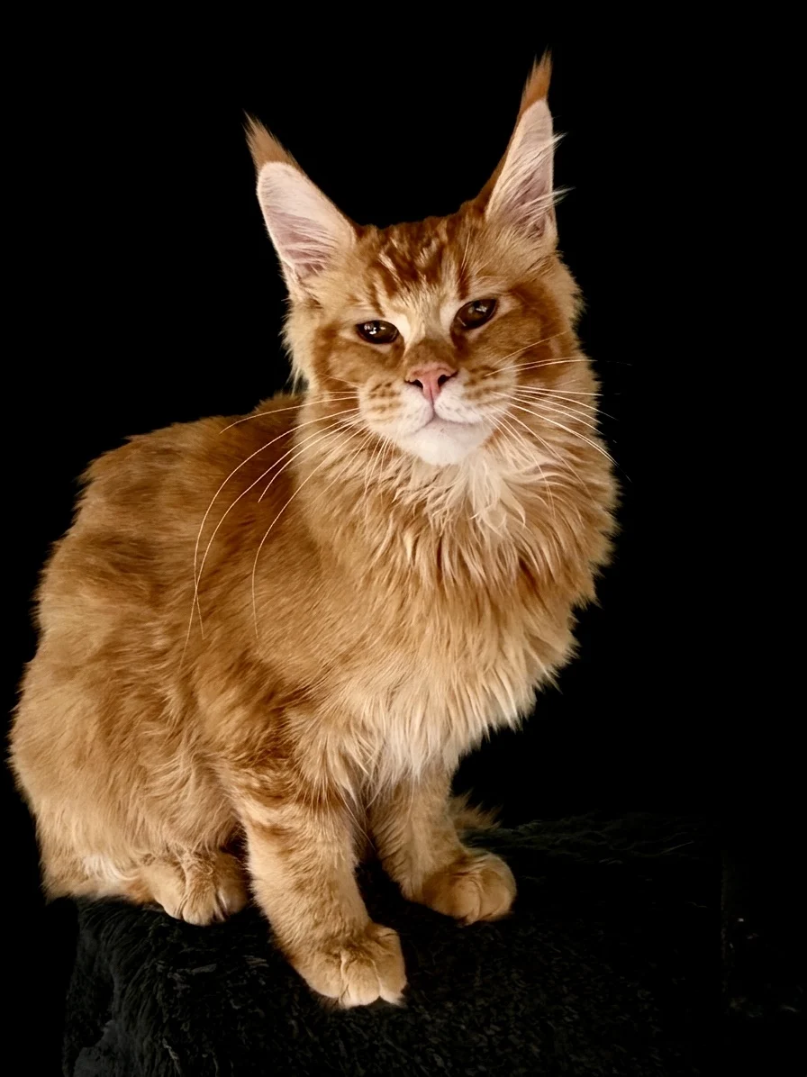 Urie - Solid red Maine Coon male with very strong features and majestic look