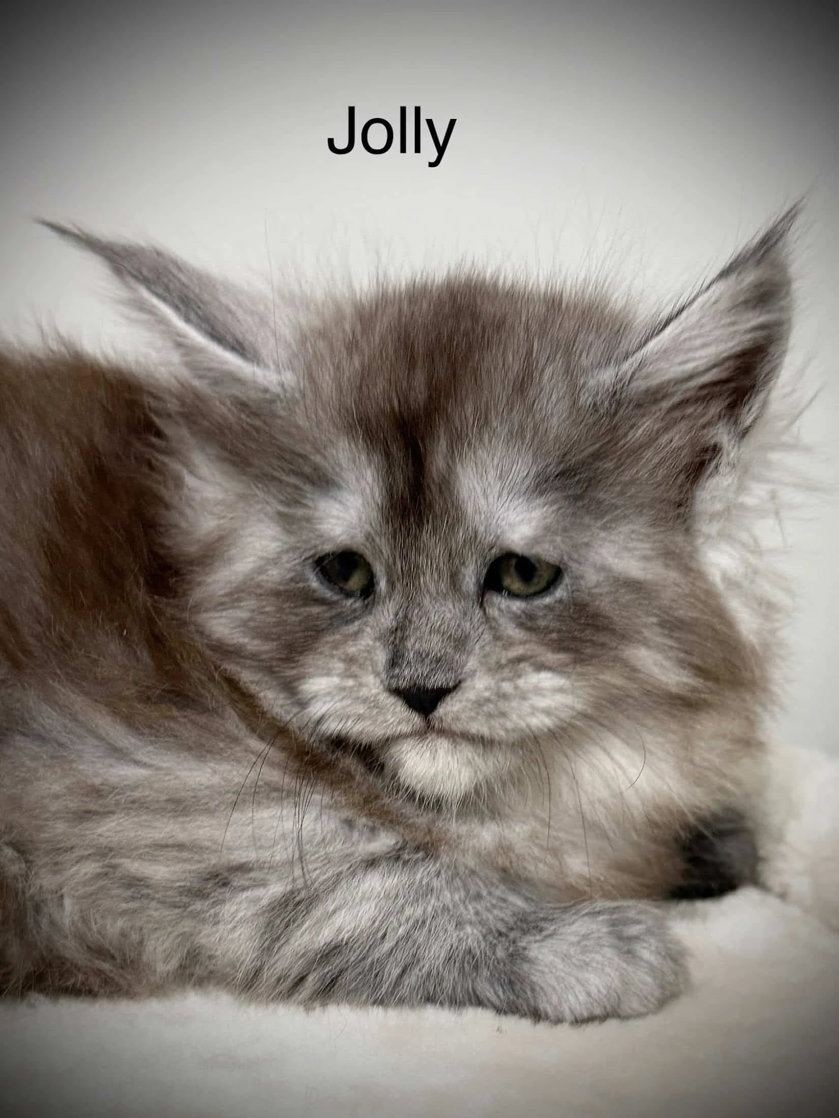 Black smoke Maine Coon kitten with adorable face