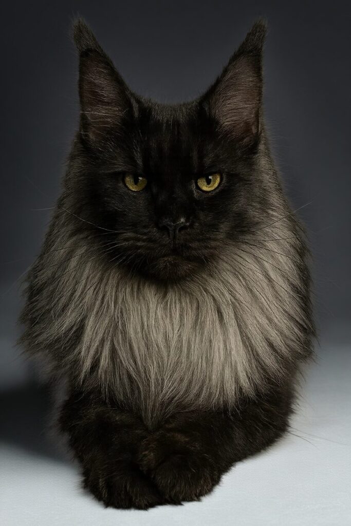 Black smoke Maine Coon male with beautiful mane and excellent type