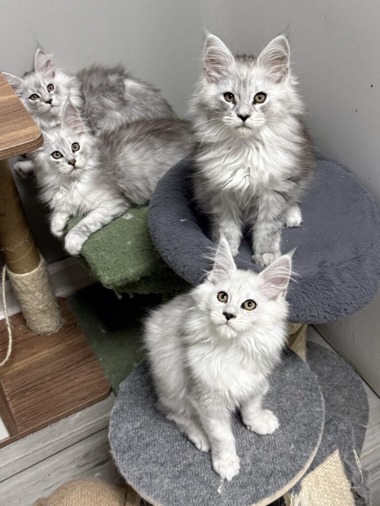 shade Mane Coon kittens setting on a cat tree