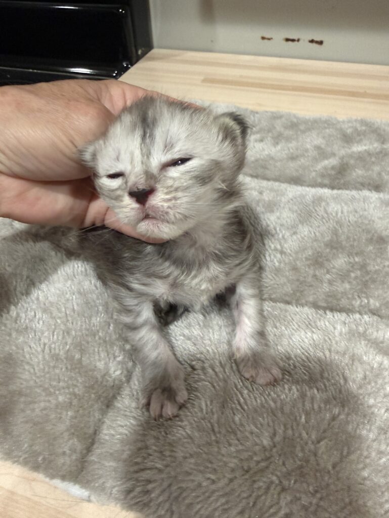 Black silver Maine Coon male kitten with eyes barely open yet