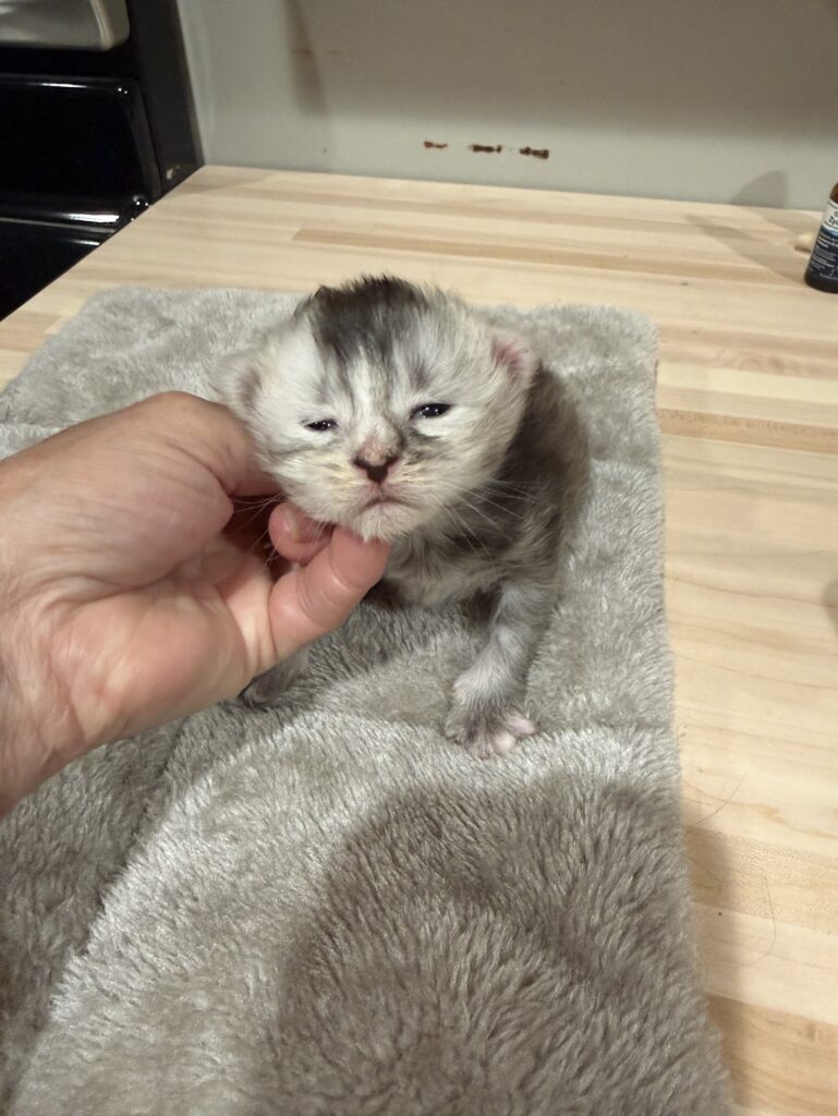 Silver Torbie Maine Coon kitten laying on a gray bad
