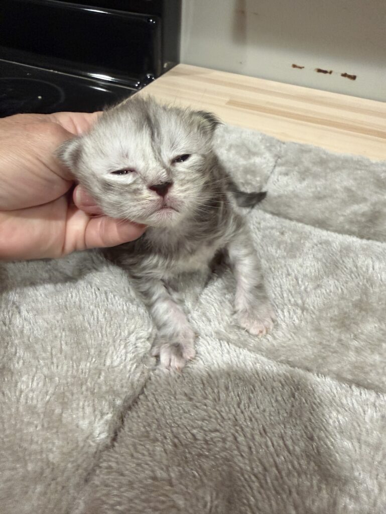 Black silver Maine Coon kitten male with very cute face