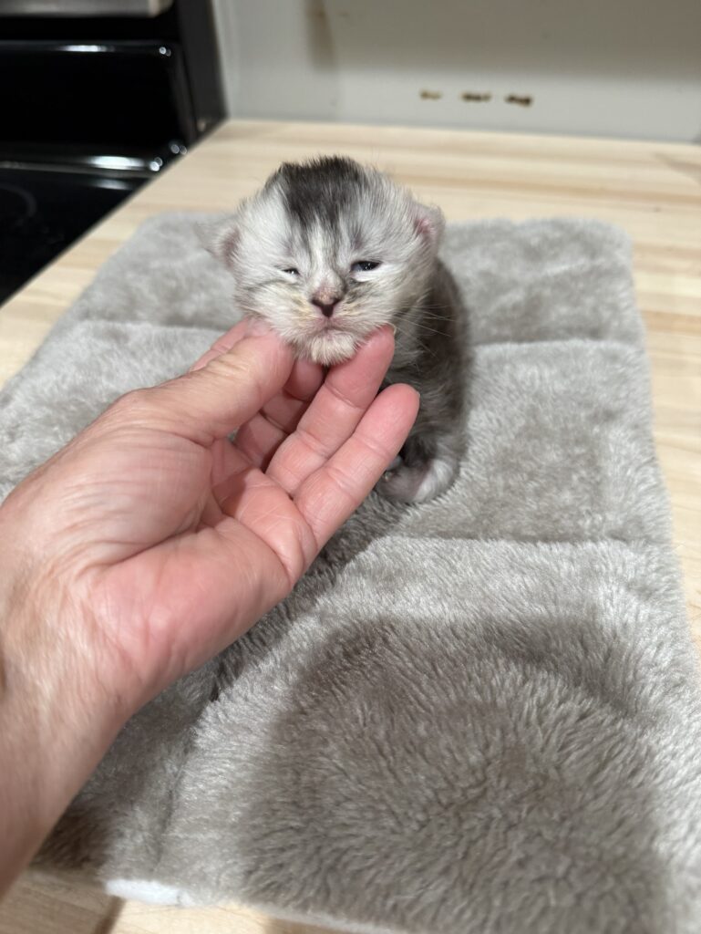 Torbie Maine Coon kitten with very sweet face