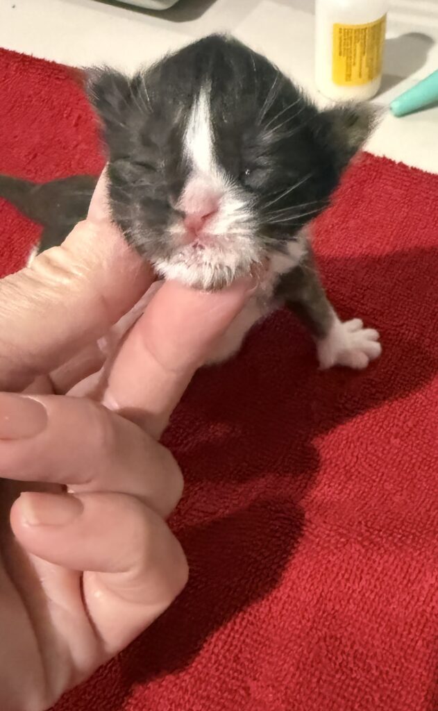 Black & White Maine Coon female 7 days old
