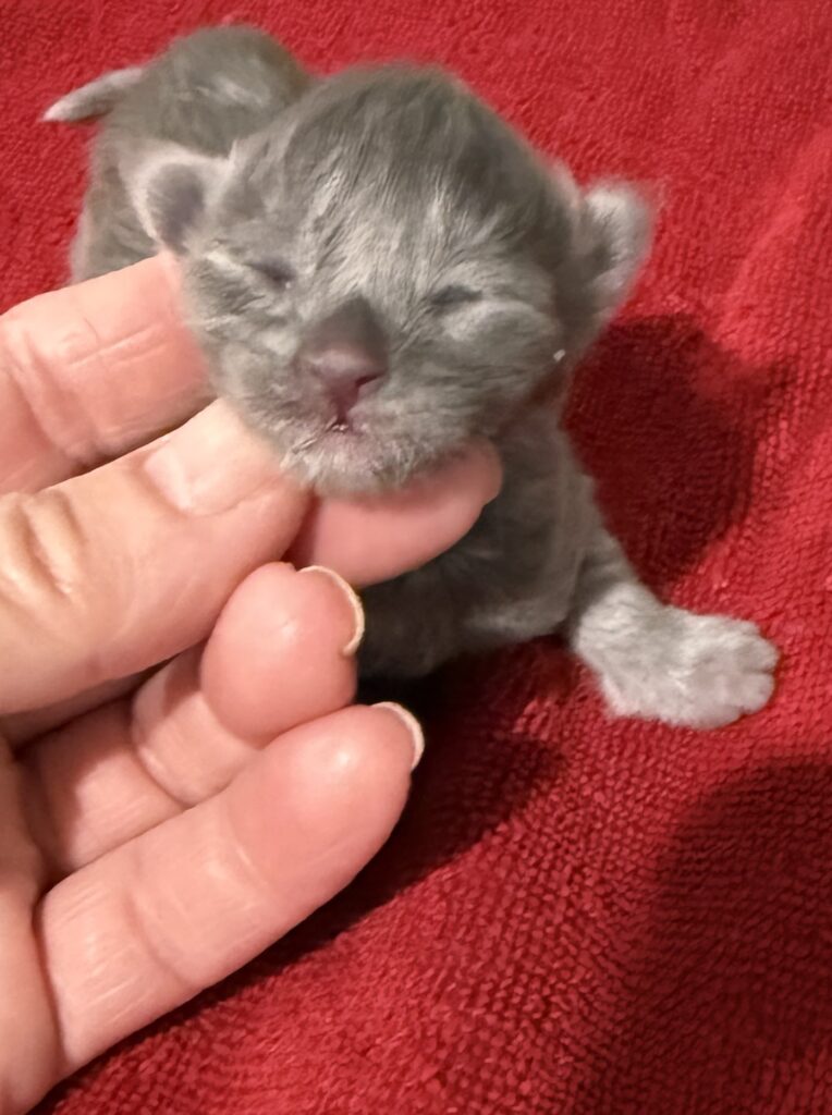 Blue Maine Coon female 7 days old