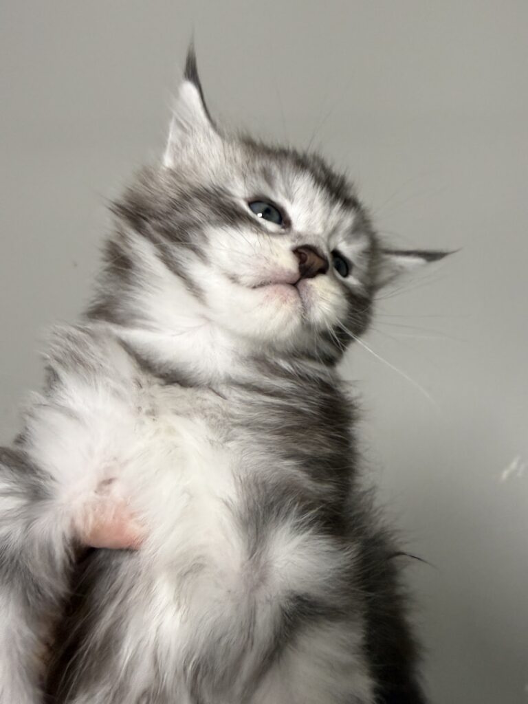 Black silver tabby male Maine Coon kitten