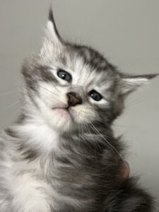 Black silver tabby male Maine Coon kitten with a very pretty face