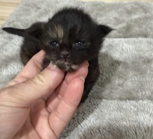 Black tortie Maine Coon female with beautiful markings