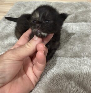 Black tortie Maine Coon female with spot on her forehead