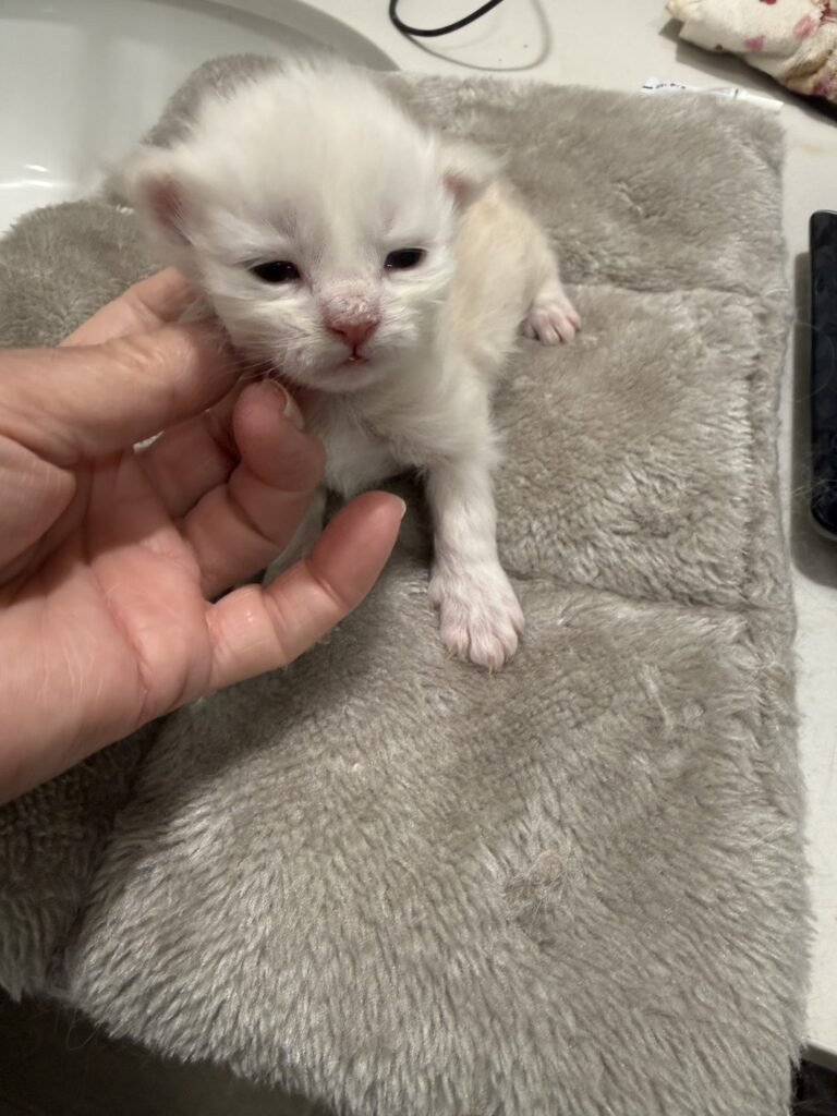 Cameo Maine Coon kitten with some bright red