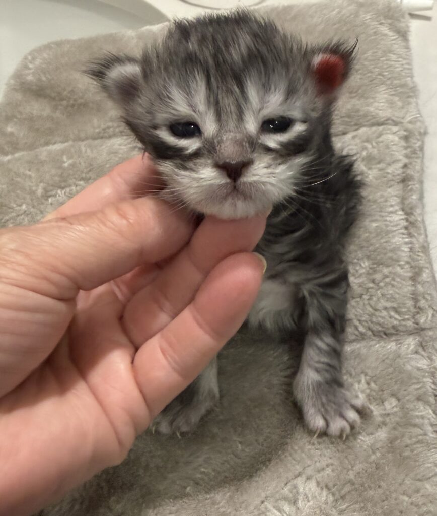 Black silver tabby Maine Coon kitten
