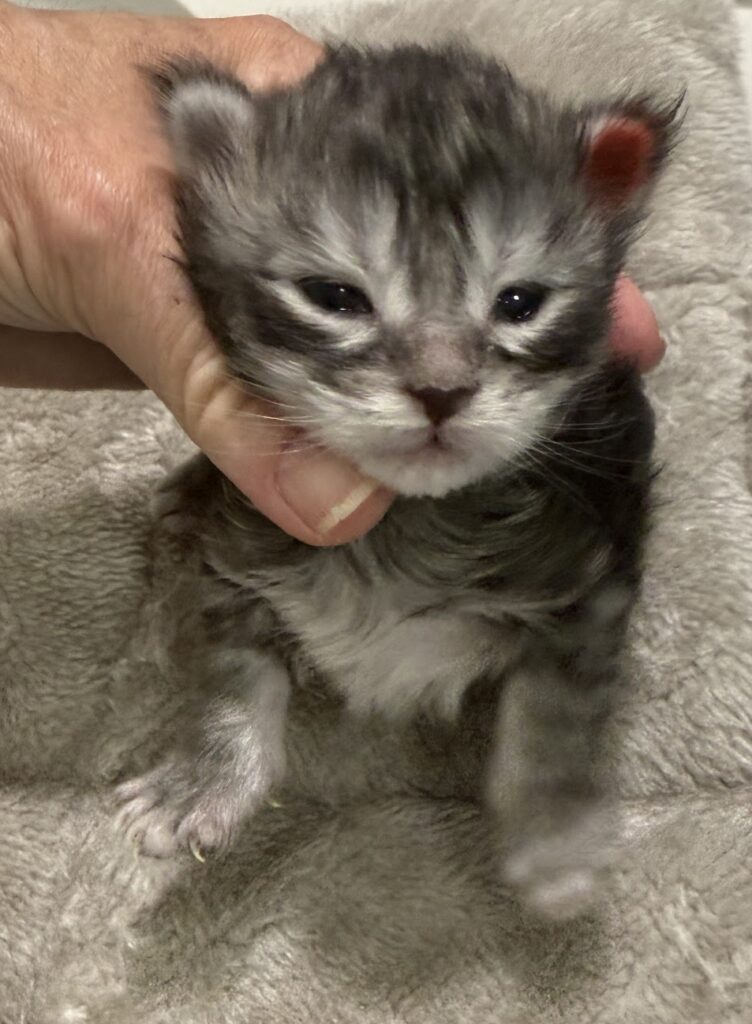 Black silver Maine Coon kitten 10 days old