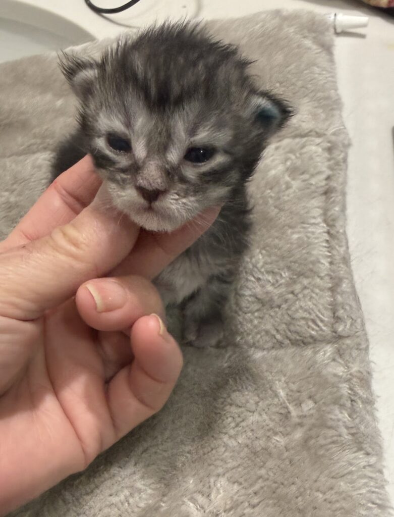 Black silver tabby Maine Coon kitten with beautiful eyes