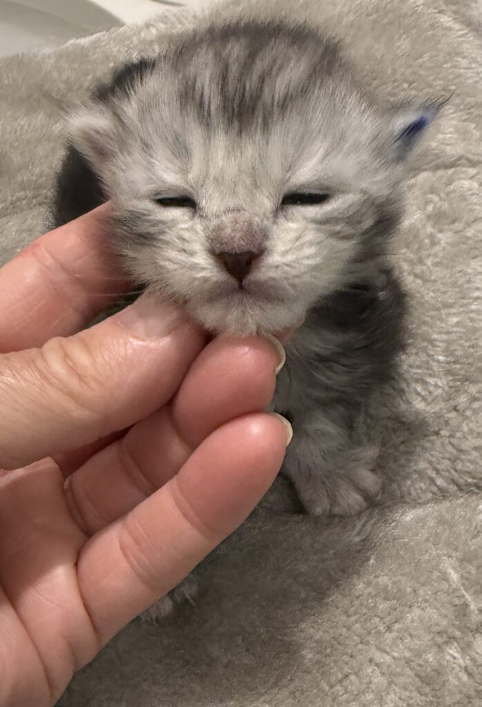 Black silver tabby Maine Coon kitten with eyes barely open