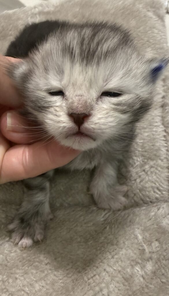 Black silver tabby Maine Coon kitten with lots of silver