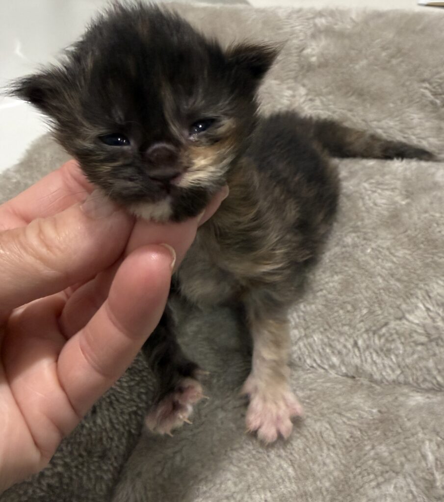 Black tortie Maine Coon female with lots of color