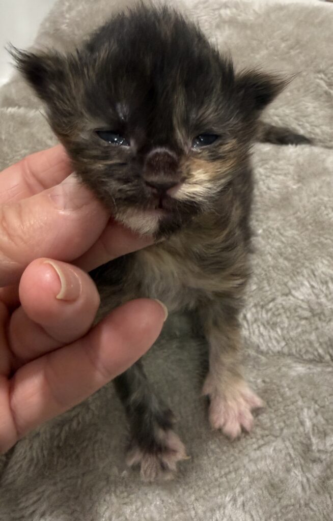 Black tortie Maine Coon female with a cute cream leg