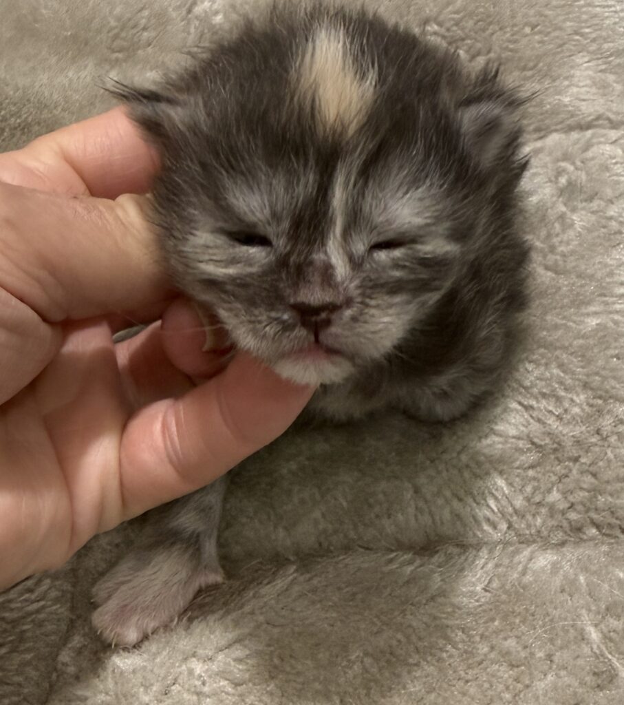 Black smoke tortie with a cure spot on her head