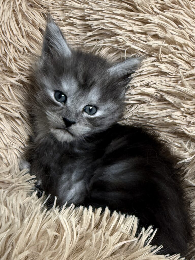 Black smoke female Maine Coon kitten 4 weeks old on a beige bed