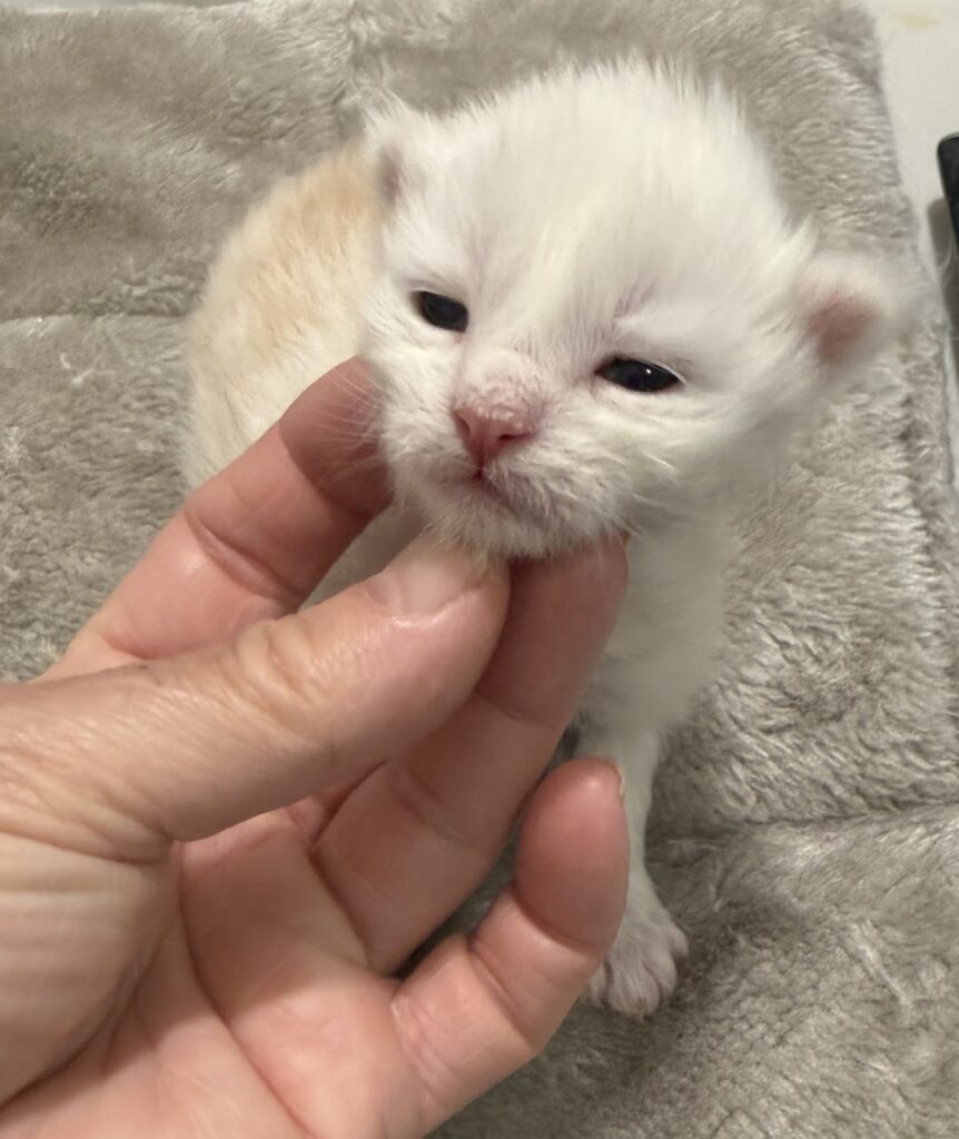 Cameo Maine Coon kitten with a precious face