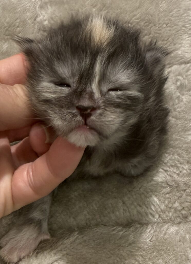 Black smoke tortie with a cure spot on her head and beautiful markings