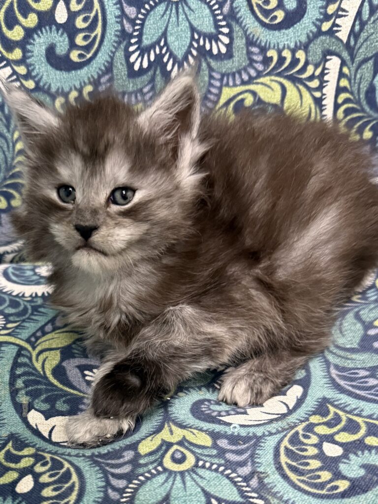 Black smoke female Maine Coon kitten 4 weeks old
