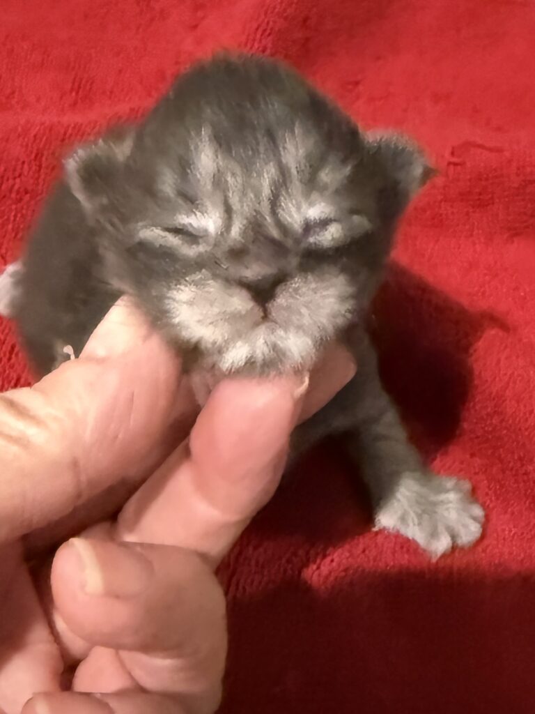 Black smoke female Maine Coon kitten with lots of silver