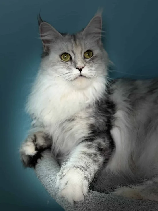 Kiki a shaded black tortie Maine Coon with gold eyes sitting on a tree with a blue background