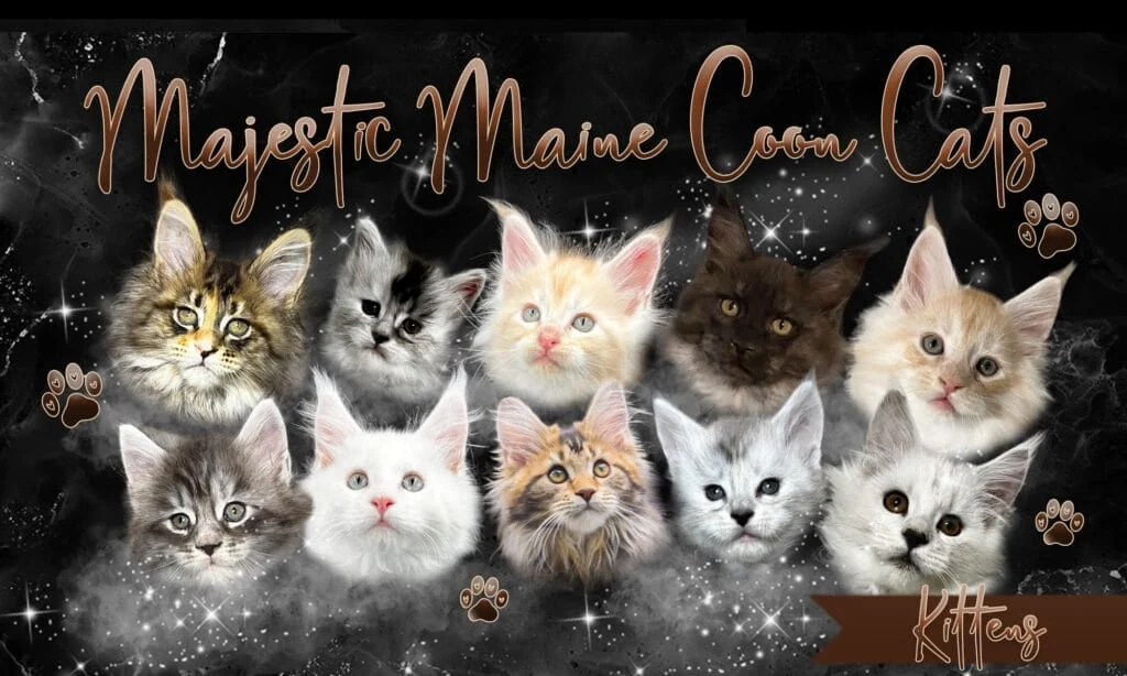 A group of healthy socialized maine coon kittens from majestic maine coon cats