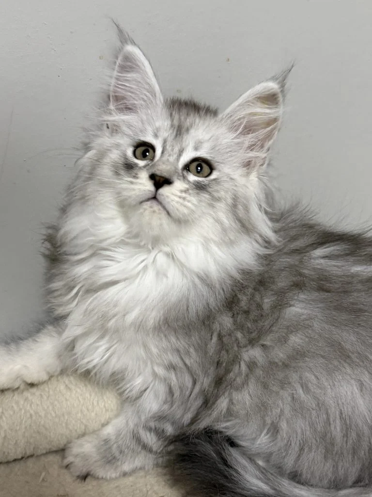 Bianca pale black silver maine coon female kitten with beautiful coat patterns