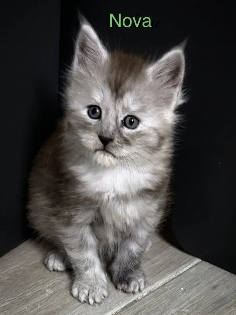 Black smoke female with a very pale black and high silver