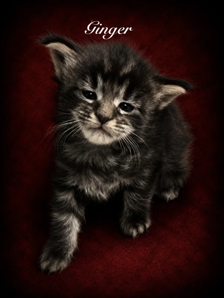 Black torbie Maine Coon female with very expressive face