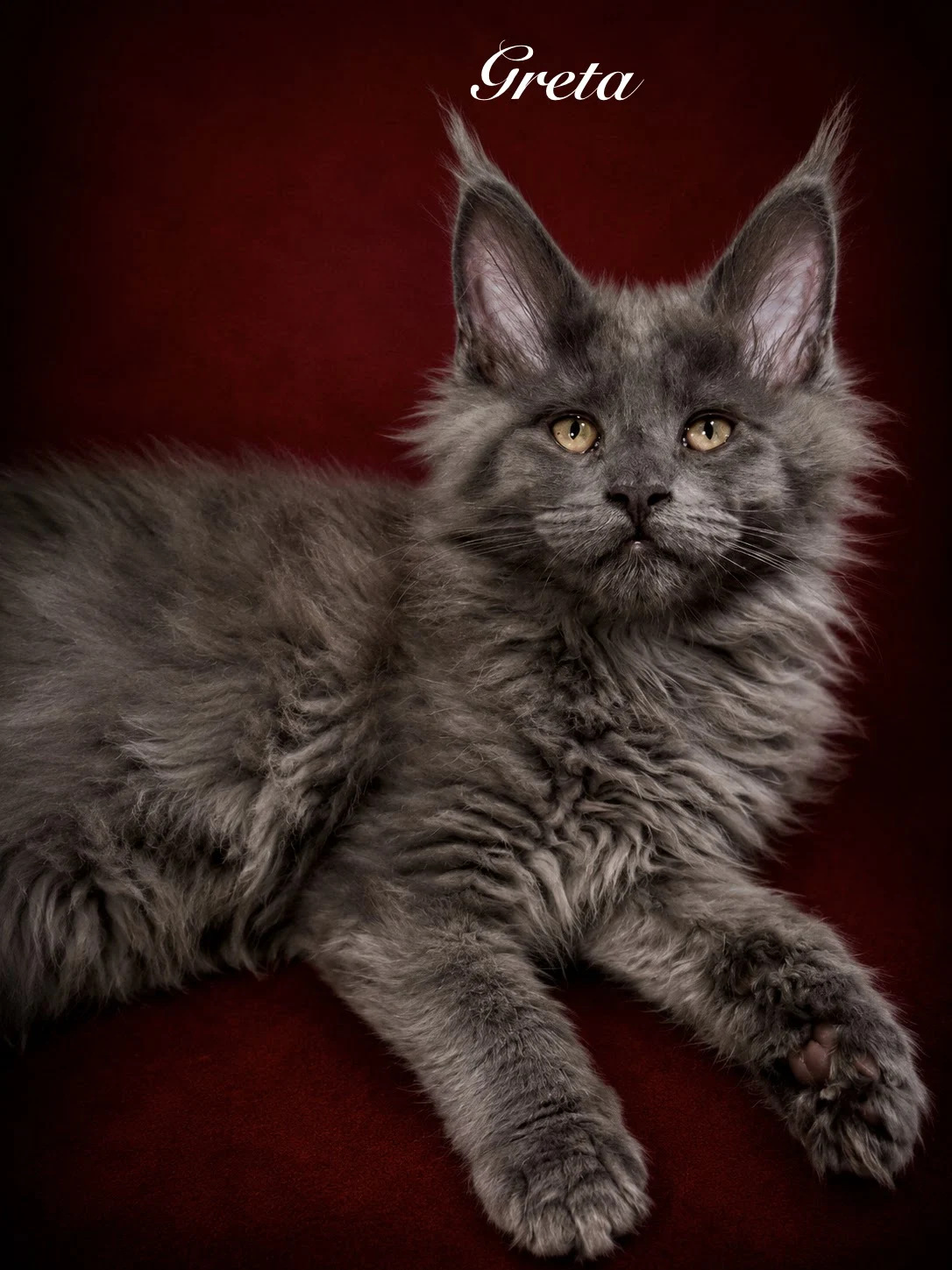 Blue Maine Coon female with thick fur